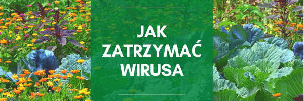 Jak zatrzymać wirusa Bez kategorii