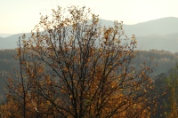P1000061