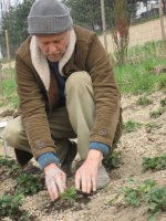 Dyrektorzy ICPPC przygotowują pole truskawek