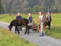 Zaprzęg konny