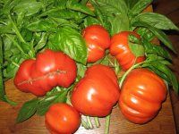 Pomidory i bazylia z ogródka w Ekocentrum