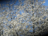 IMG_9485_www