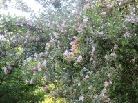 IMG_9626_www