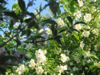 IMG_9627_www