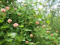 IMG_9669_www