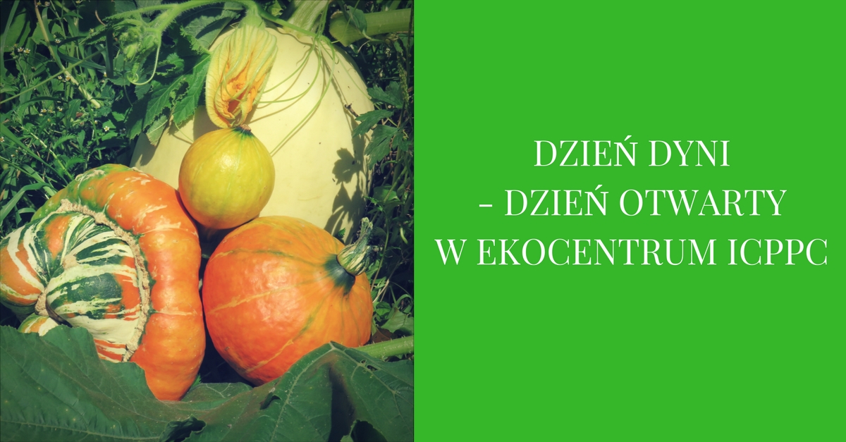 DZIEŃ DYNI – DZIEŃ OTWARTY W EKOCENTRUM ICPPC Warsztaty/terminy